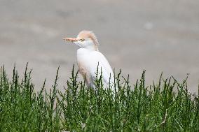 KUWAIT-JAHRA GOVERNORATE-CATTLE EGRET