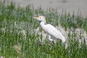 KUWAIT-JAHRA GOVERNORATE-CATTLE EGRET