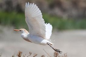 KUWAIT-JAHRA GOVERNORATE-CATTLE EGRET