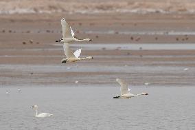 CHINA-INNER MONGOLIA-HOHHOT-MIGRANT BIRDS (CN)