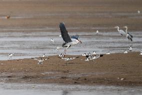 CHINA-INNER MONGOLIA-HOHHOT-MIGRANT BIRDS (CN)