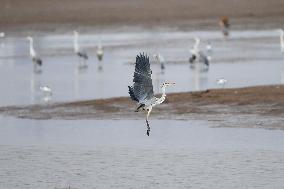 CHINA-INNER MONGOLIA-HOHHOT-MIGRANT BIRDS (CN)