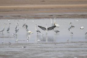 CHINA-INNER MONGOLIA-HOHHOT-MIGRANT BIRDS (CN)