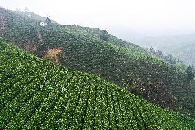 CHINA-GUIZHOU-GUIDING-TEA-HARVEST (CN)