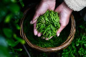 CHINA-GUIZHOU-GUIDING-TEA-HARVEST (CN)