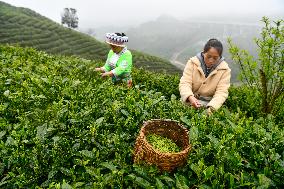 CHINA-GUIZHOU-GUIDING-TEA-HARVEST (CN)