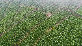 CHINA-GUIZHOU-GUIDING-TEA-HARVEST (CN)