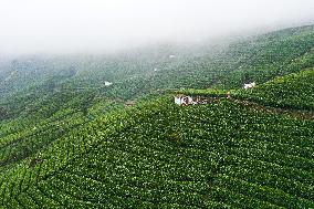 CHINA-GUIZHOU-GUIDING-TEA-HARVEST (CN)