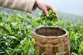 CHINA-GUIZHOU-GUIDING-TEA-HARVEST (CN)