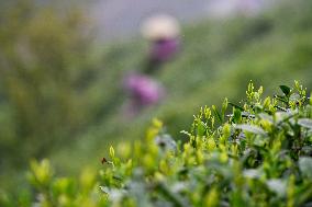 CHINA-GUIZHOU-GUIDING-TEA-HARVEST (CN)