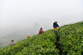 CHINA-GUIZHOU-GUIDING-TEA-HARVEST (CN)