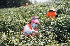 CHINA-JIANGSU-NANJING-TEA-HARVEST (CN)