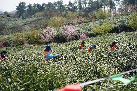 CHINA-JIANGSU-NANJING-TEA-HARVEST (CN)