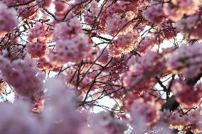 GERMANY-BERLIN-CHERRY BLOSSOM