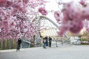 GERMANY-BERLIN-CHERRY BLOSSOM