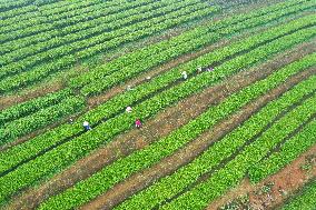 CHINA-GUANGXI-TEA HARVEST (CN)