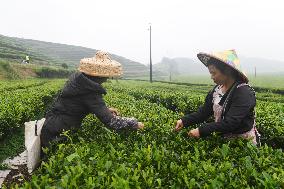 CHINA-GUANGXI-TEA HARVEST (CN)