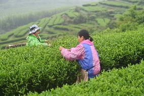 CHINA-GUANGXI-TEA HARVEST (CN)