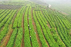 CHINA-GUANGXI-TEA HARVEST (CN)