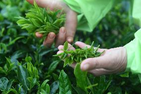 CHINA-GUANGXI-TEA HARVEST (CN)