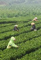 CHINA-GUANGXI-TEA HARVEST (CN)