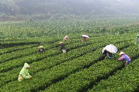 CHINA-GUANGXI-TEA HARVEST (CN)