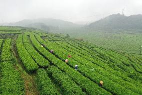 CHINA-GUANGXI-TEA HARVEST (CN)