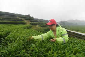 CHINA-GUANGXI-TEA HARVEST (CN)