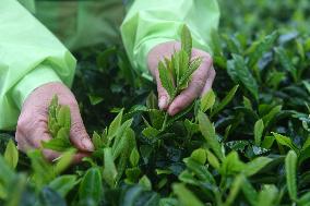 CHINA-GUANGXI-TEA HARVEST (CN)