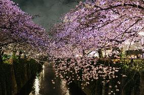 JAPAN-TOKYO-CHERRY BLOSSOMS