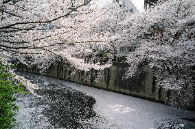 JAPAN-TOKYO-CHERRY BLOSSOMS