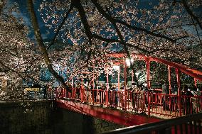 JAPAN-TOKYO-CHERRY BLOSSOMS