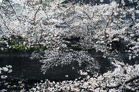 JAPAN-TOKYO-CHERRY BLOSSOMS