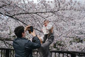 JAPAN-TOKYO-CHERRY BLOSSOMS