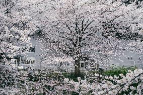 JAPAN-TOKYO-CHERRY BLOSSOMS