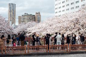 JAPAN-TOKYO-CHERRY BLOSSOMS