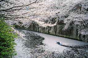 JAPAN-TOKYO-CHERRY BLOSSOMS