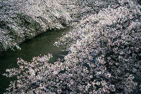 JAPAN-TOKYO-CHERRY BLOSSOMS