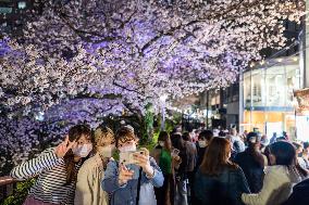 JAPAN-TOKYO-CHERRY BLOSSOMS