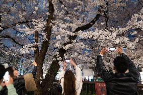 JAPAN-TOKYO-CHERRY BLOSSOMS