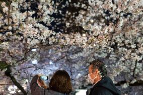 JAPAN-TOKYO-CHERRY BLOSSOMS