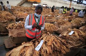 ZIMBABWE-HARARE-TOBACCO-AUCTION SEASON