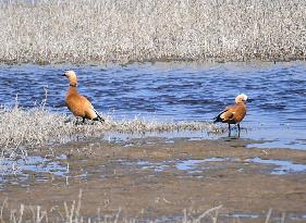 CHINA-INNER MONGOLIA-HOHHOT-BIRDS (CN)