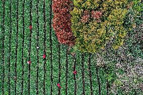 #CHINA-ZHEJIANG-TEA HARVEST (CN)