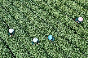 #CHINA-ZHEJIANG-TEA HARVEST (CN)