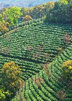 #CHINA-ZHEJIANG-TEA HARVEST (CN)