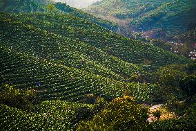 #CHINA-ZHEJIANG-TEA HARVEST (CN)