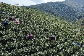 #CHINA-ZHEJIANG-TEA HARVEST (CN)