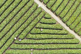 #CHINA-ZHEJIANG-TEA HARVEST (CN)