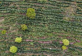 #CHINA-ZHEJIANG-TEA HARVEST (CN)